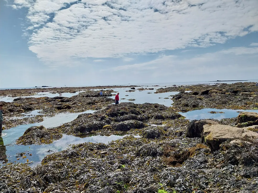 A l'estran de Lesconil