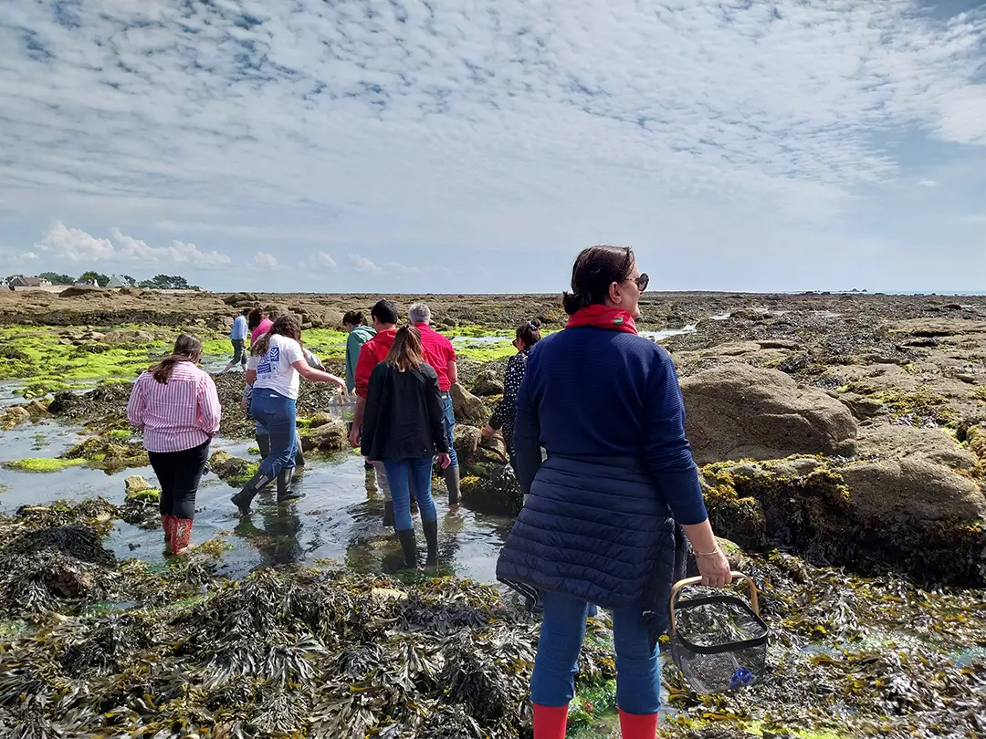 Découverte des algues estran de l'esconil