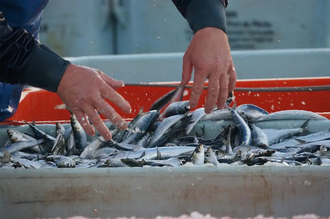 Emboîtage des sardines pointe de penmarc'h