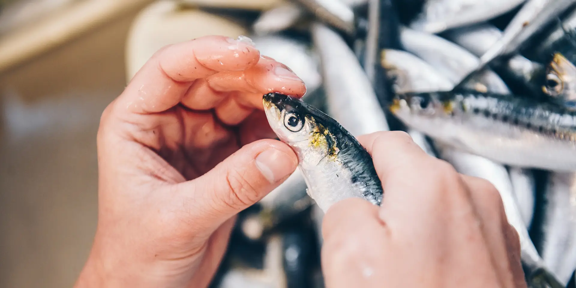 Sardines fraîches contrôle qualité